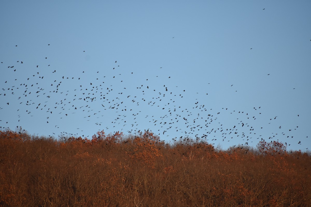 American Crow - ML645520239