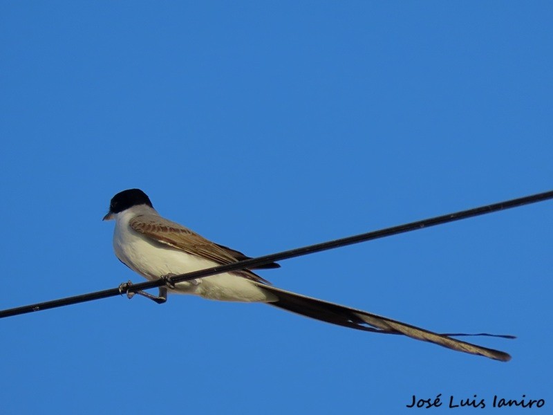 Fork-tailed Flycatcher - ML645520241
