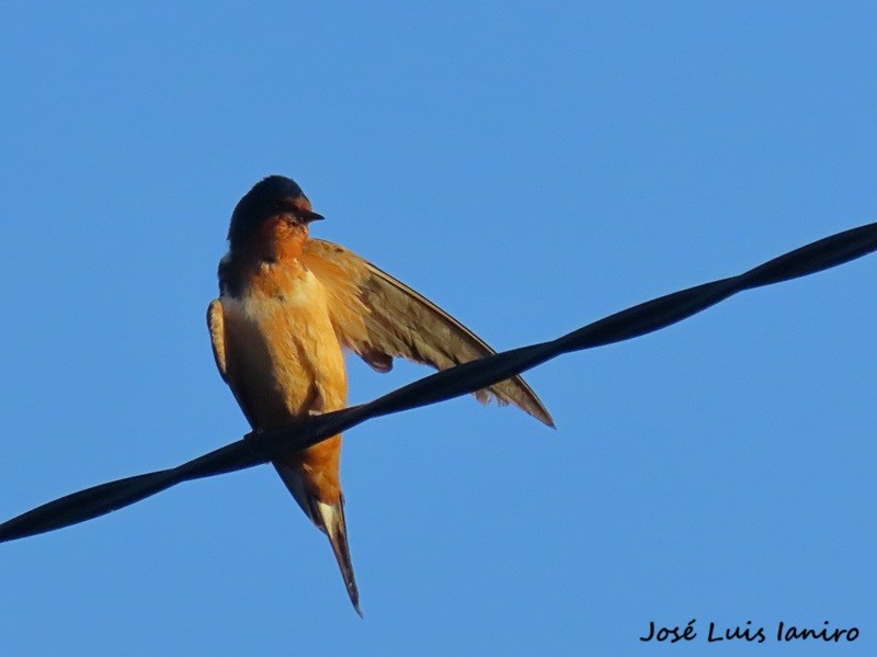 vlaštovka obecná - ML645520249