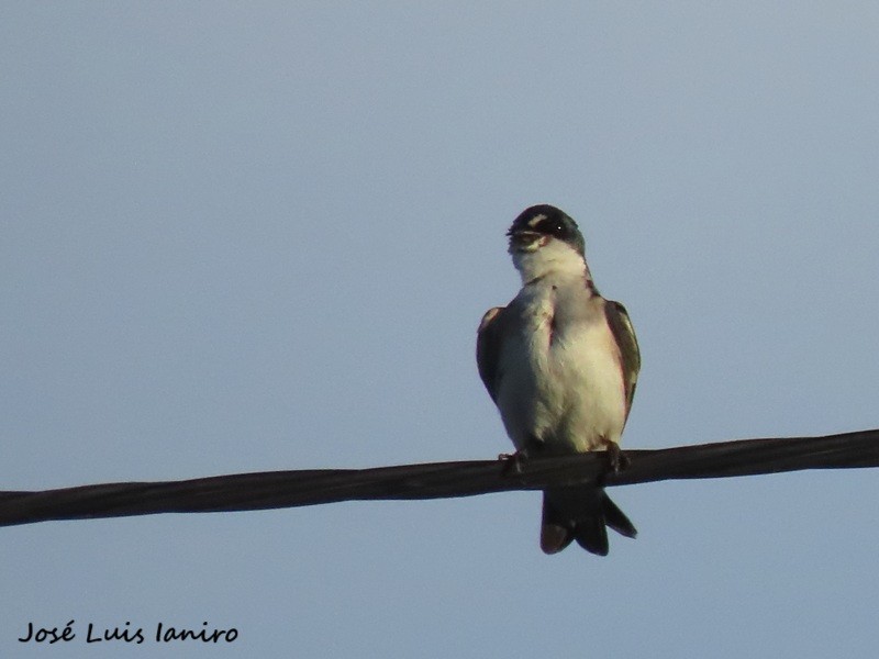 White-rumped Swallow - ML645520263