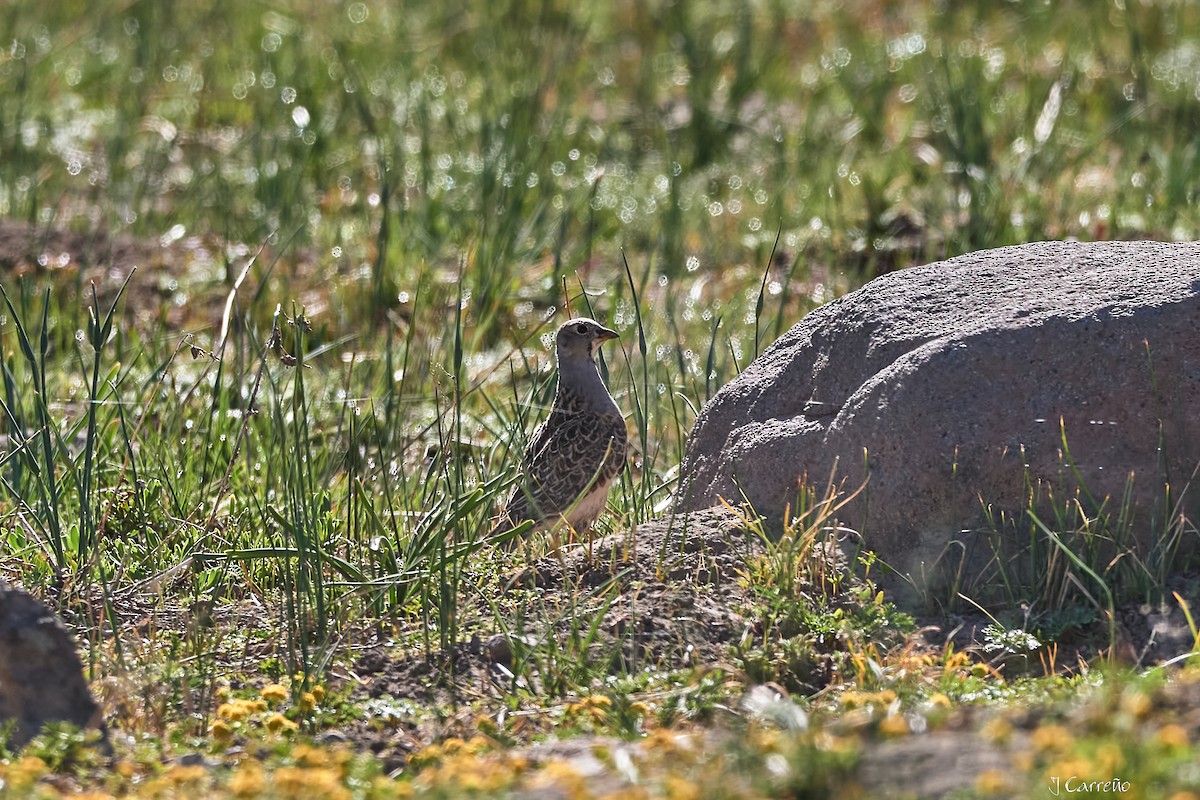 Gray-breasted Seedsnipe - ML645520266
