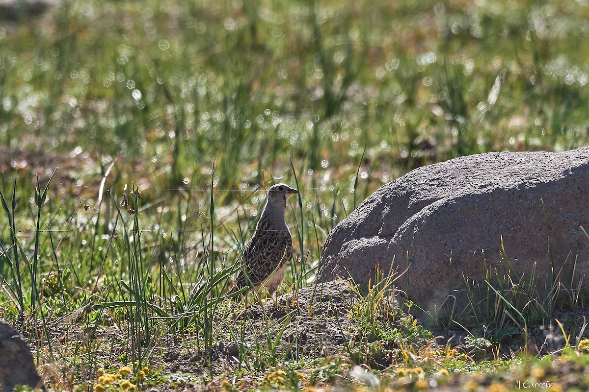 Gray-breasted Seedsnipe - ML645520267