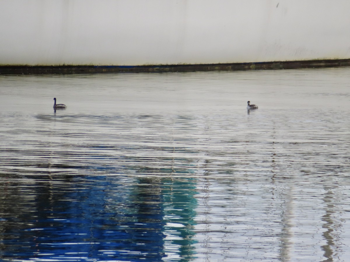 Svasso piccolo - ML645520268