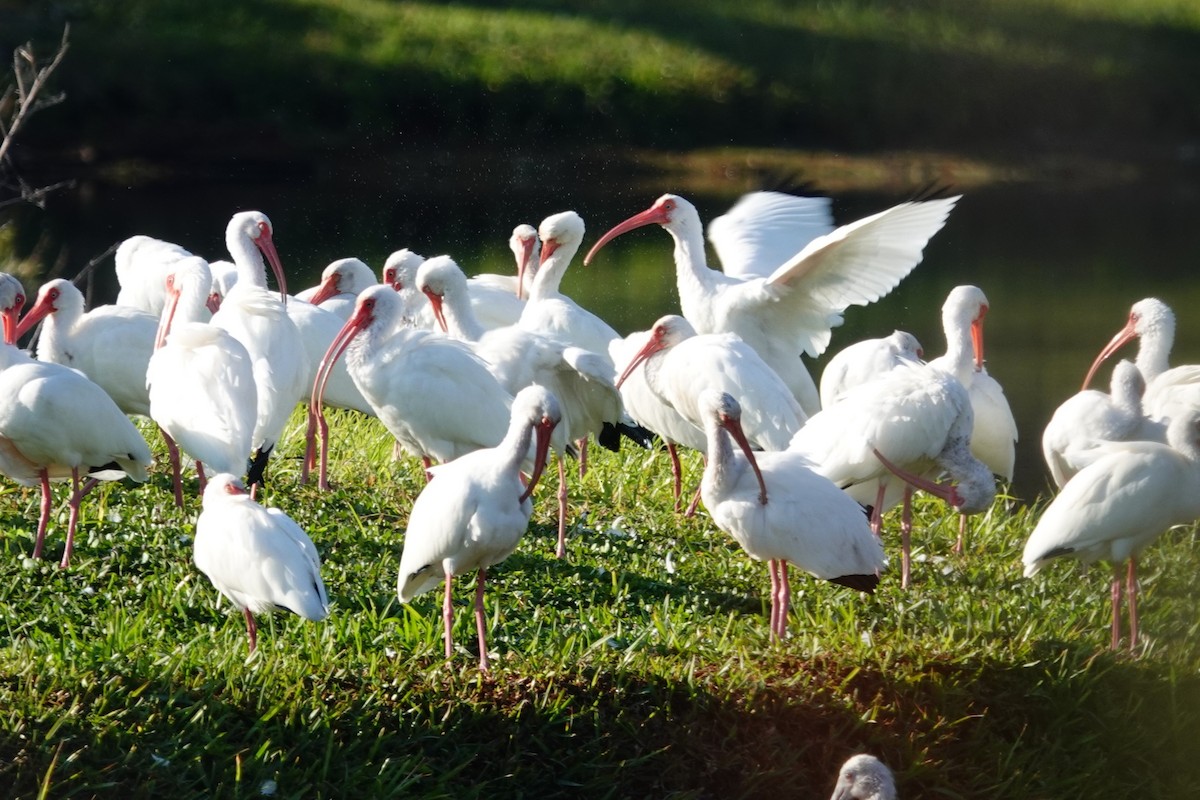 White Ibis - ML645520269