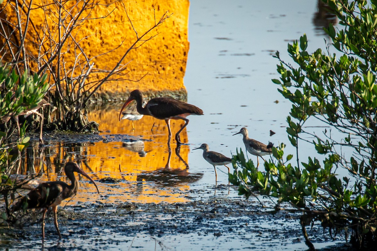 Lesser Yellowlegs - ML645520277