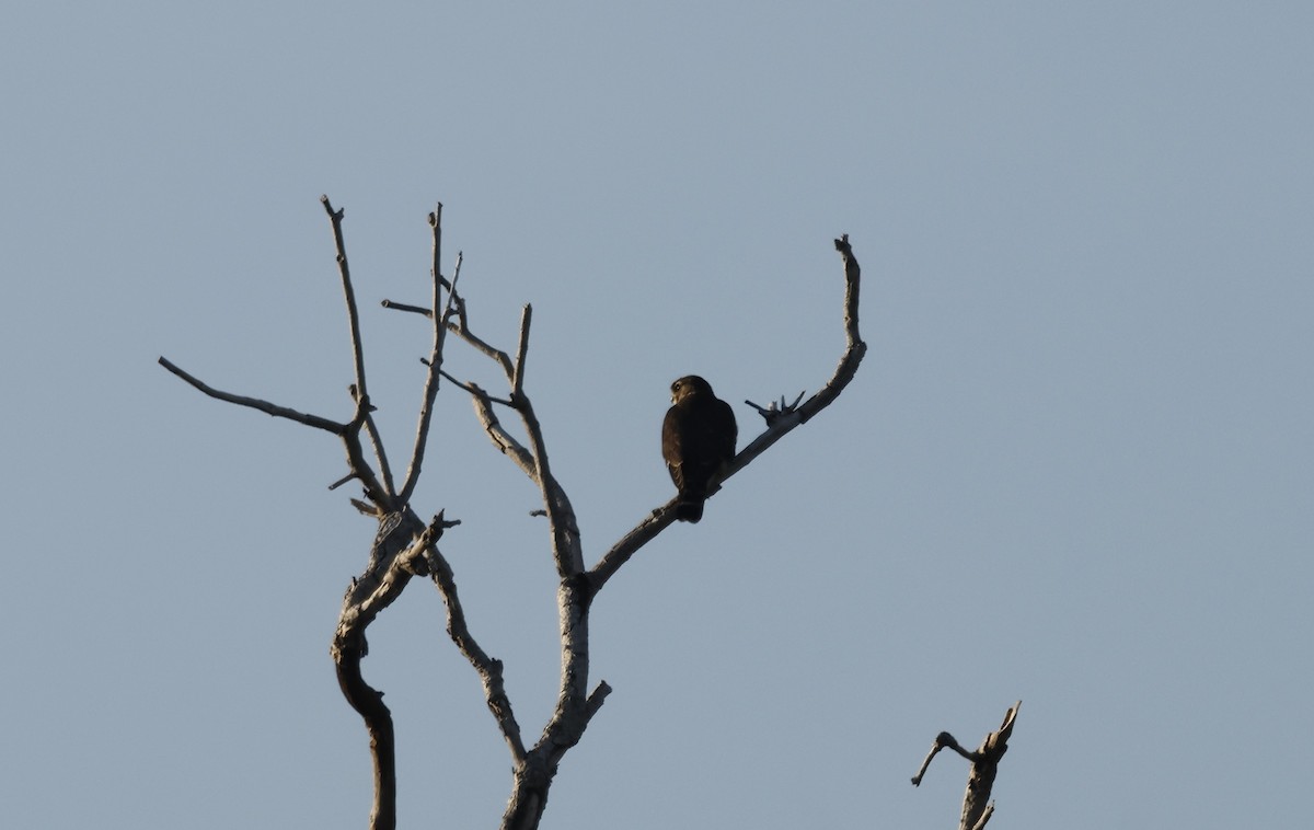 Merlin - ML645520279