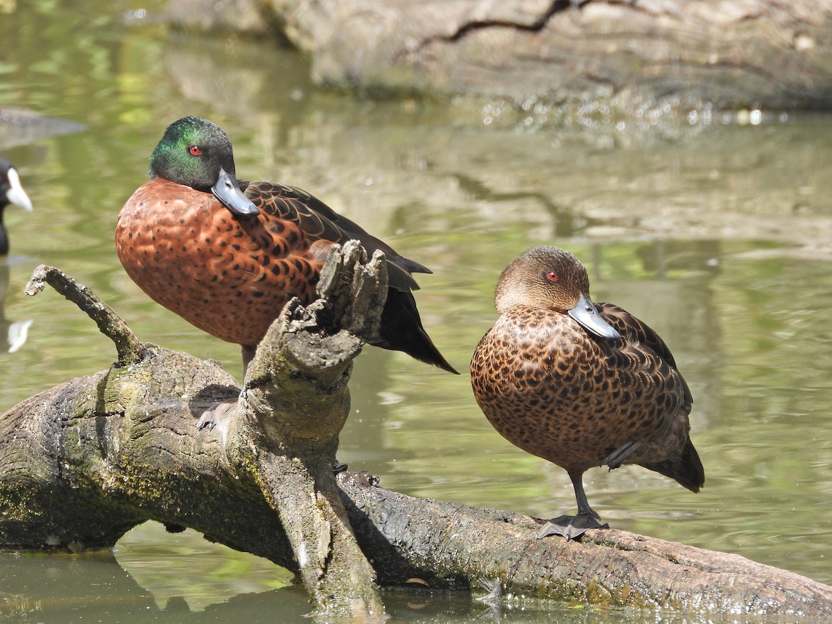 Chestnut Teal - ML645520281