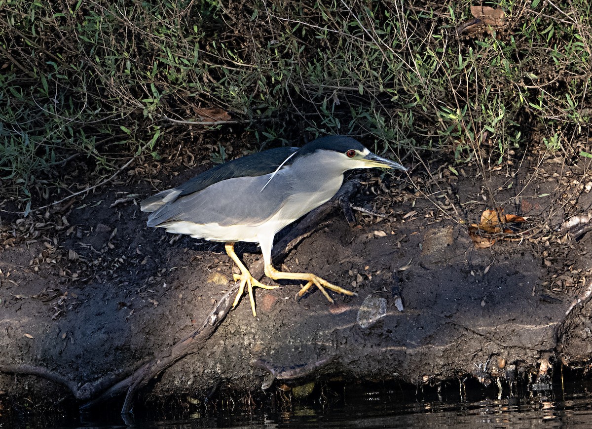 Black-crowned Night Heron - ML645520282