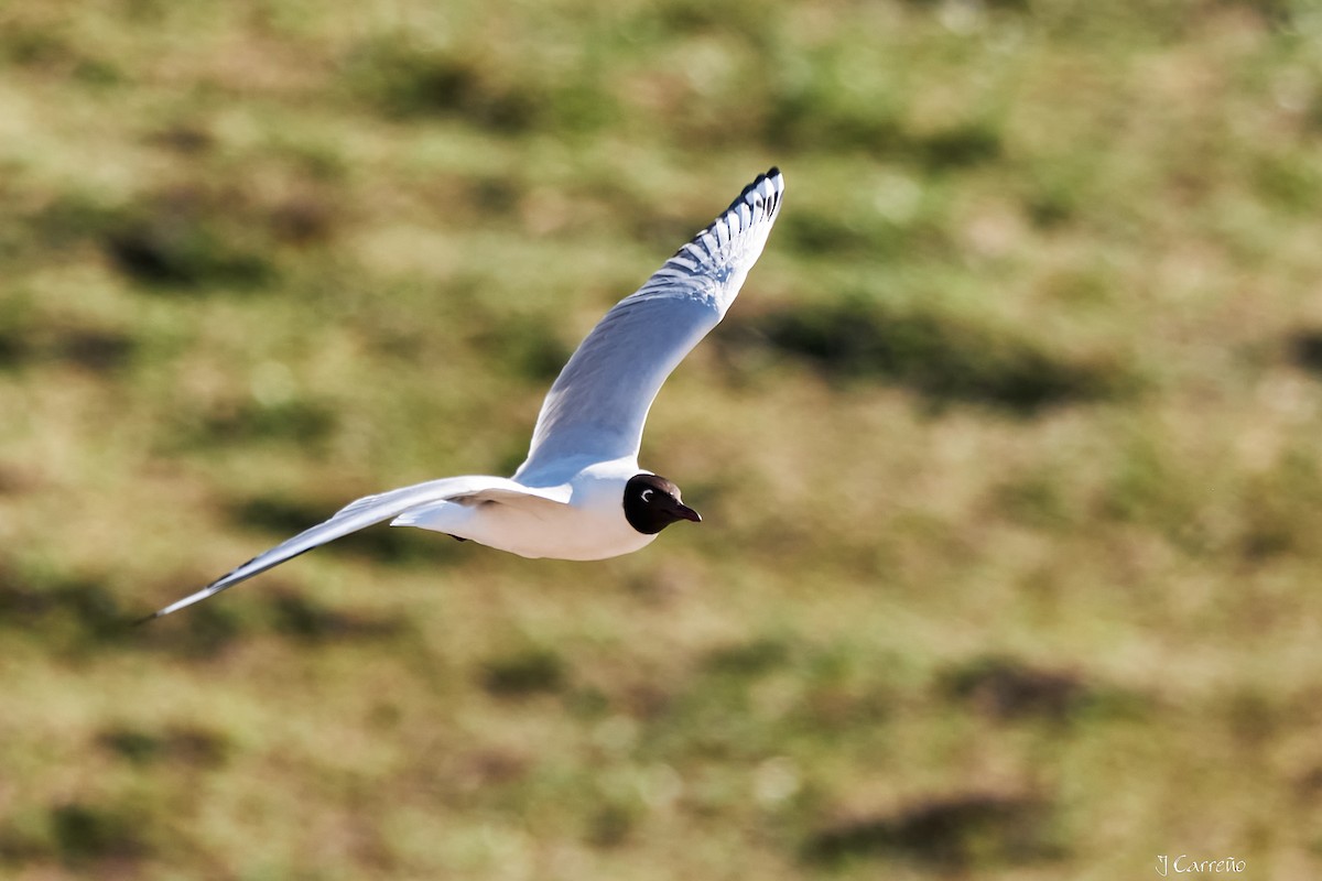 Andean Gull - ML645520285