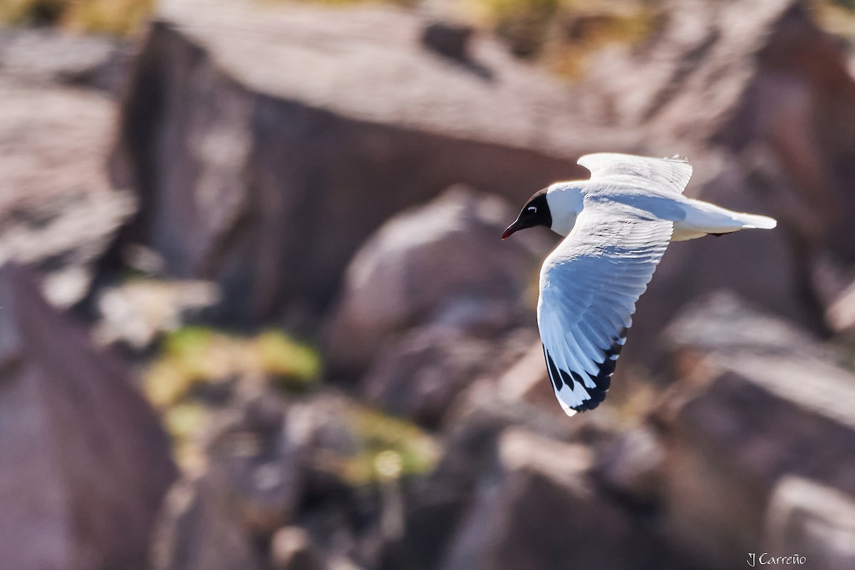 Andean Gull - ML645520286