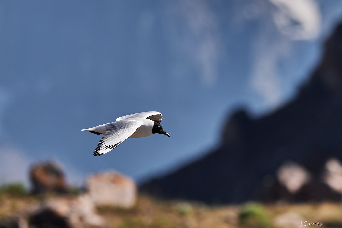 Andean Gull - ML645520287
