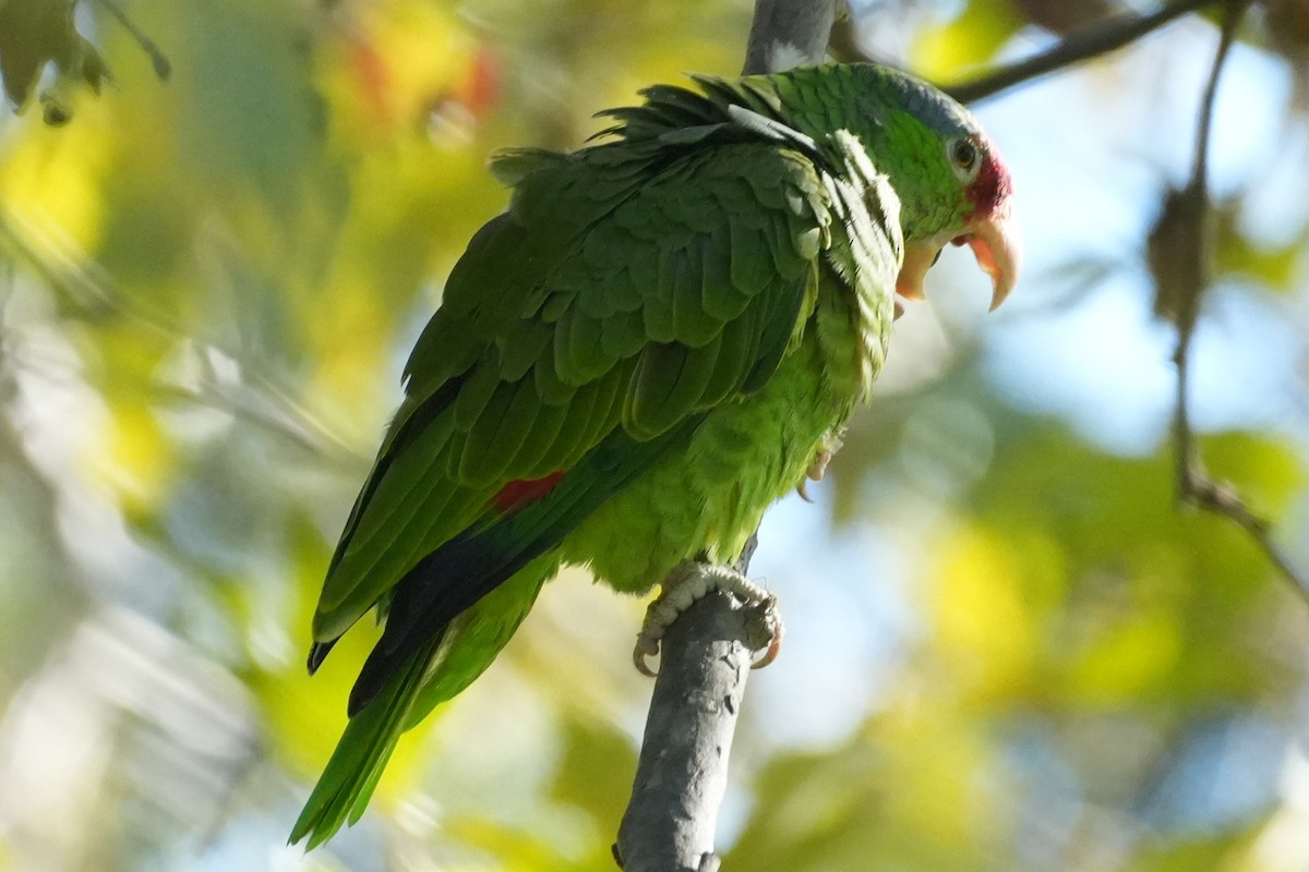 Lilac-crowned Amazon - ML645520288