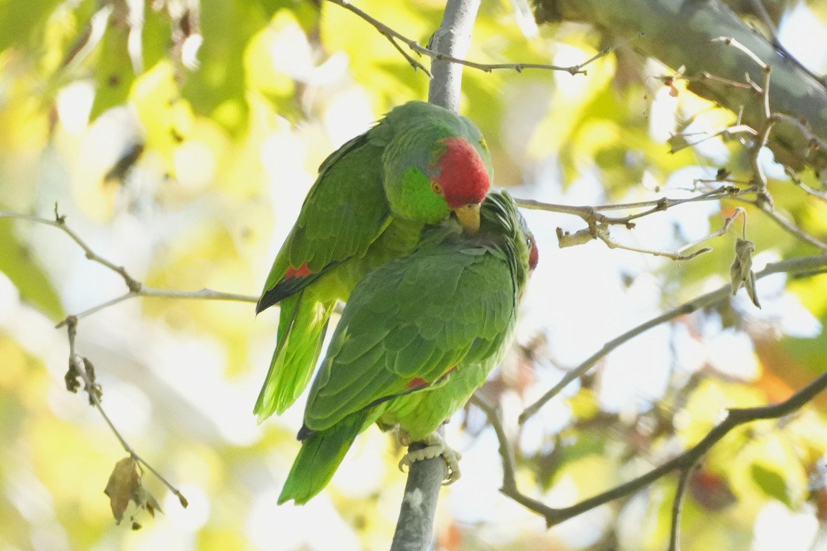 Lilac-crowned Amazon - ML645520289