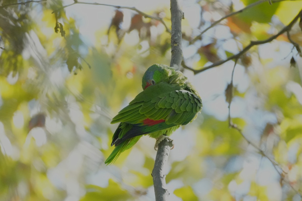 Lilac-crowned Amazon - ML645520290