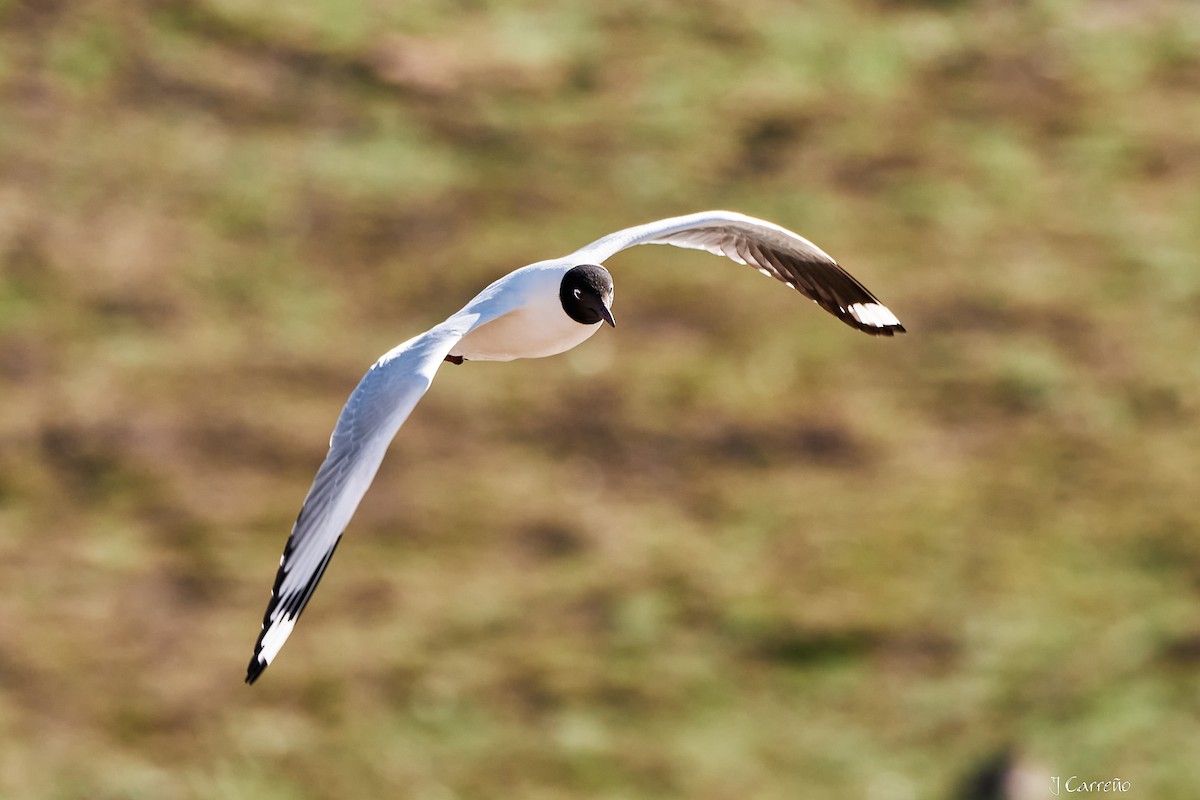 Andean Gull - ML645520291