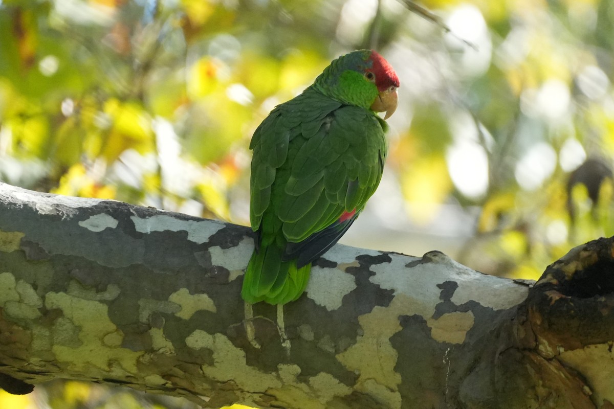 Lilac-crowned Amazon - ML645520292