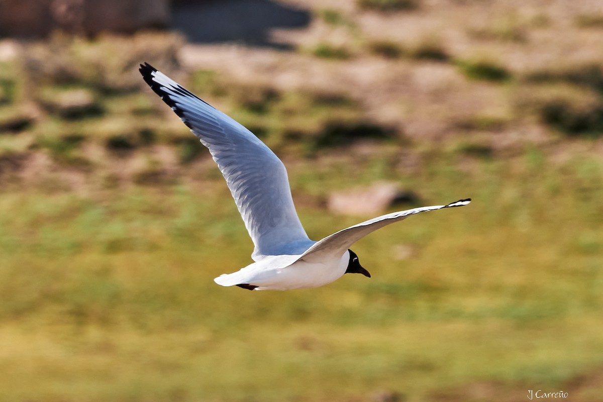 Andean Gull - ML645520293