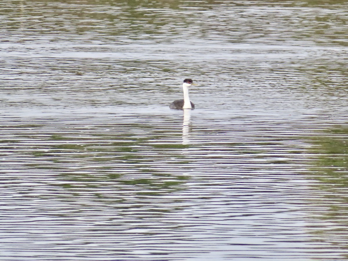 Clark's Grebe - ML645520294