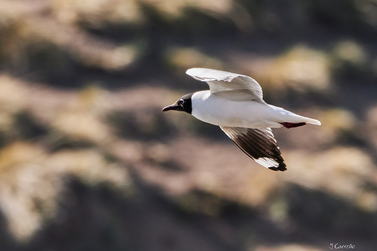 Andean Gull - ML645520295