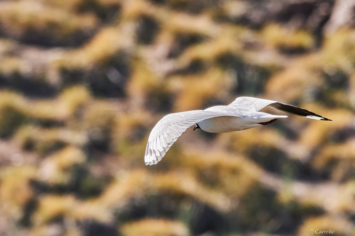 Andean Gull - ML645520296