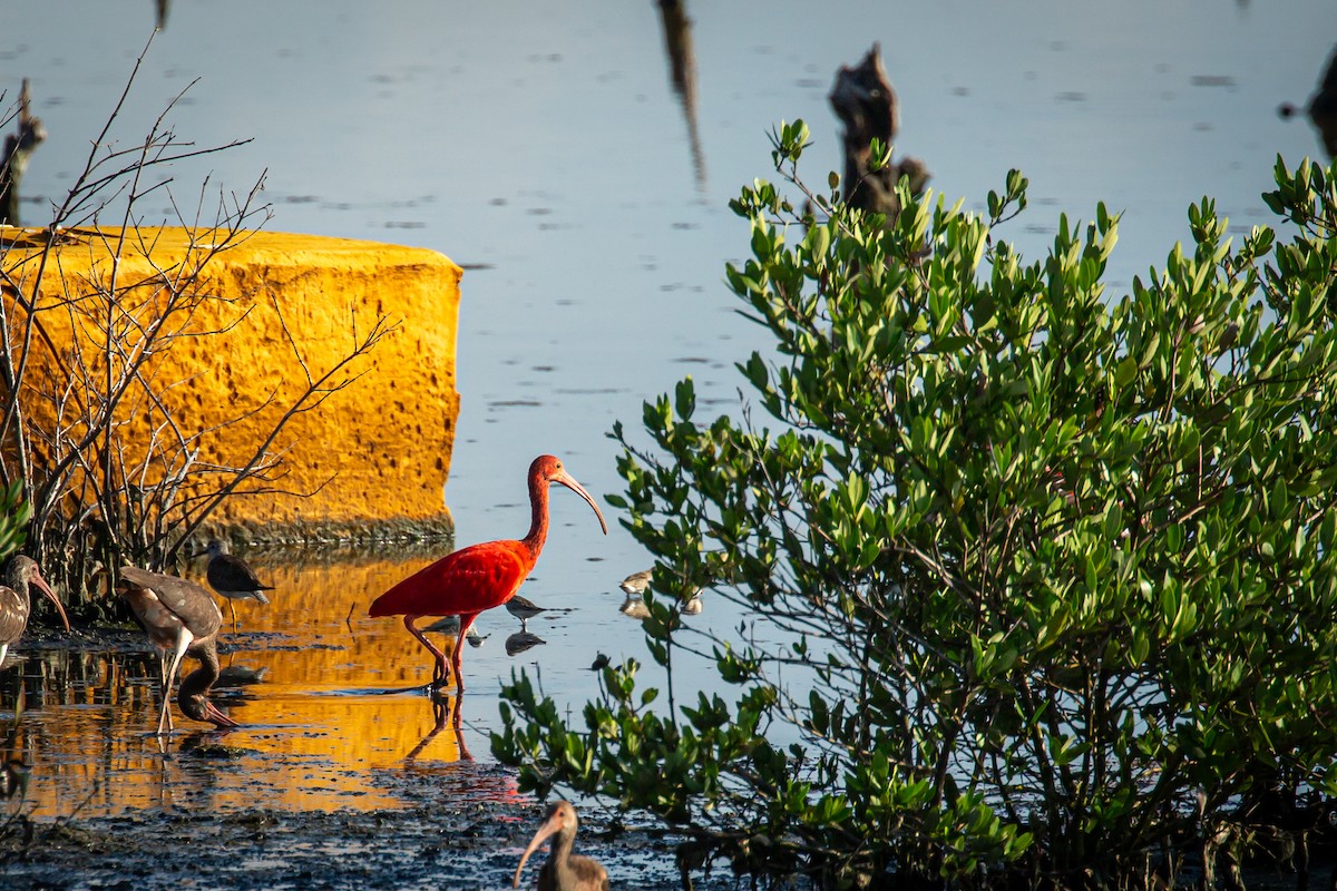 Scarlet Ibis - ML645520297