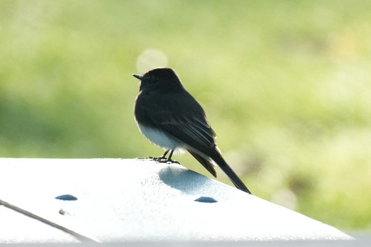 Black Phoebe - ML645520301