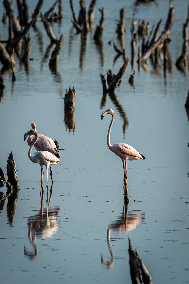 American Flamingo - ML645520302