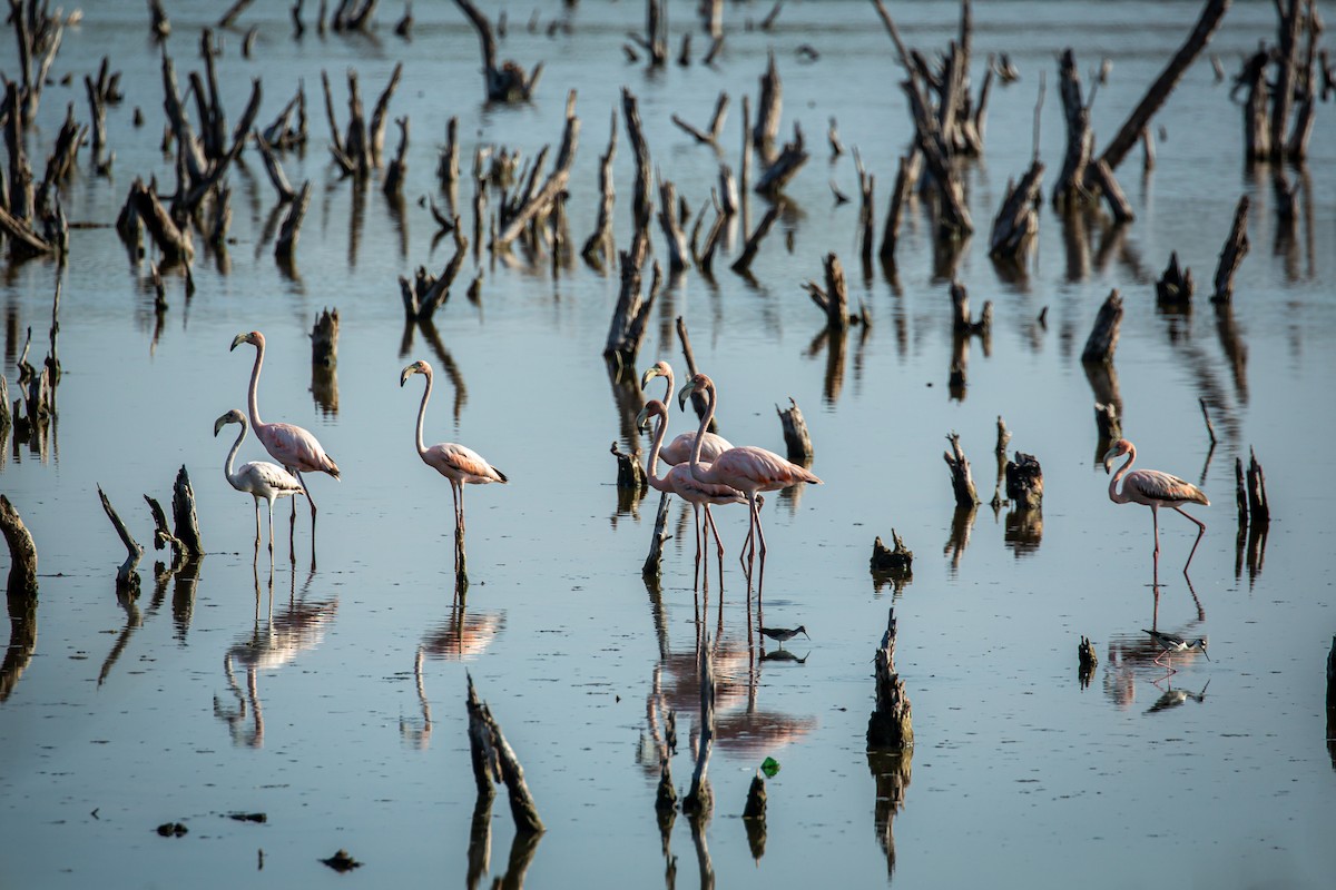 American Flamingo - ML645520303