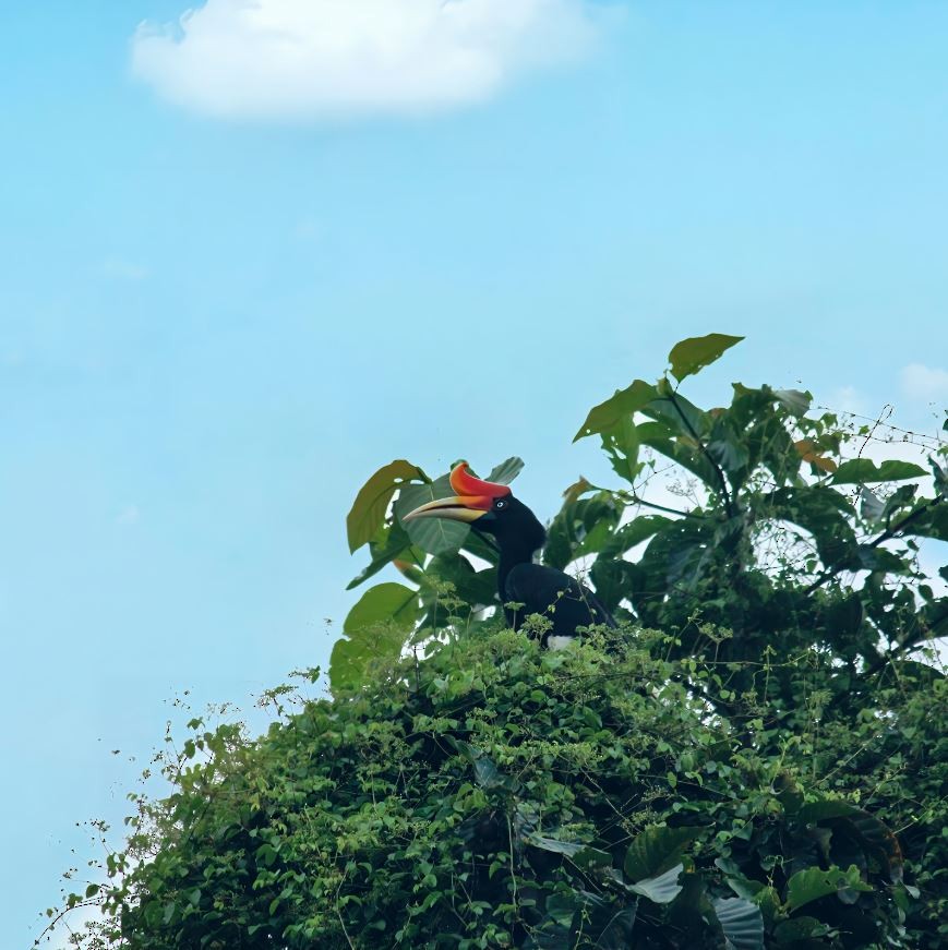 Rhinoceros Hornbill - ML645520304