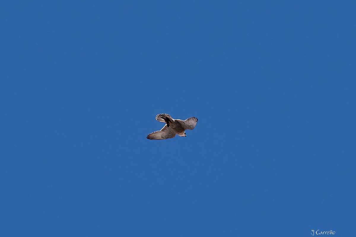 Peregrine Falcon - ML645520306