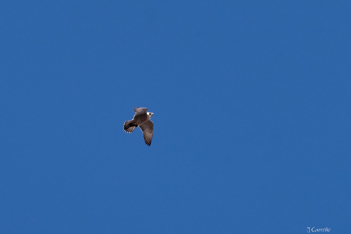 Peregrine Falcon - ML645520307