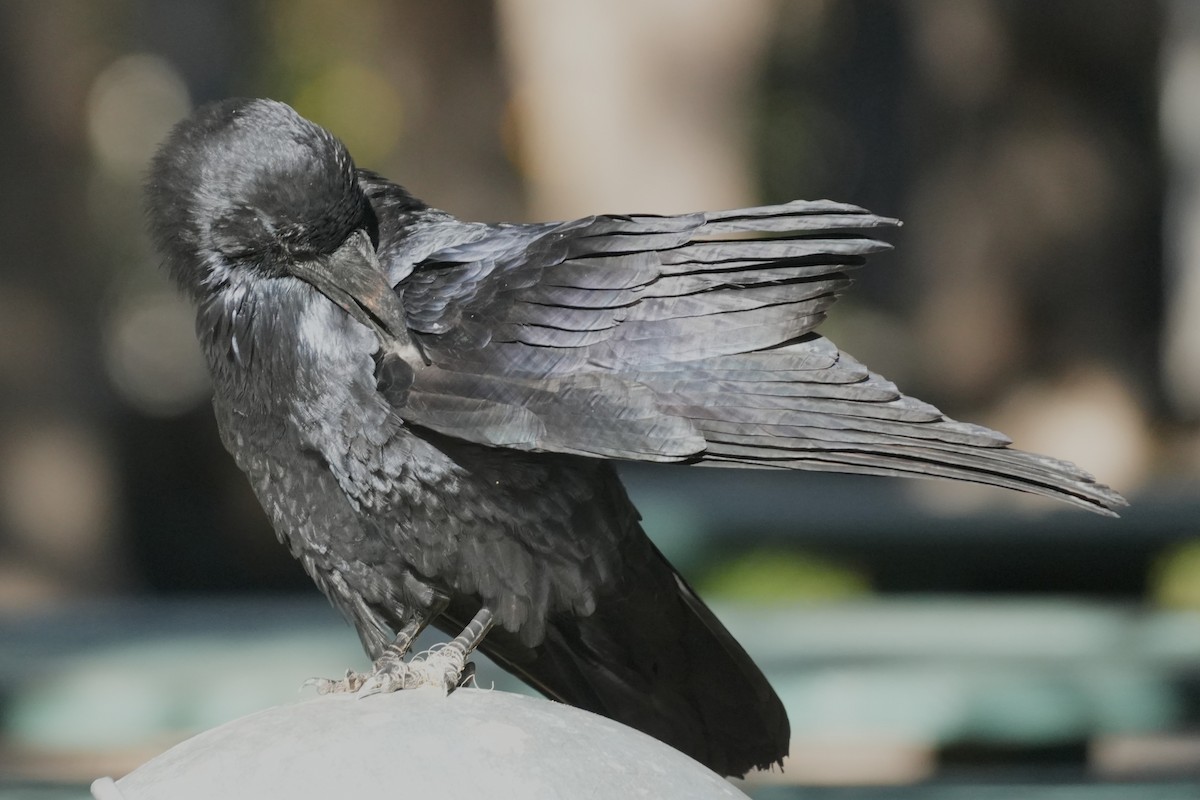 Common Raven - ML645520310