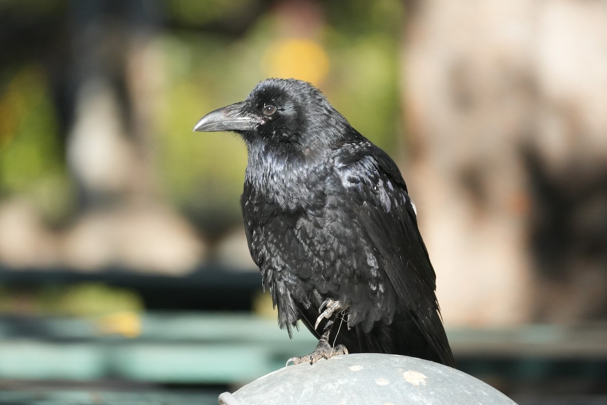 Common Raven - ML645520311