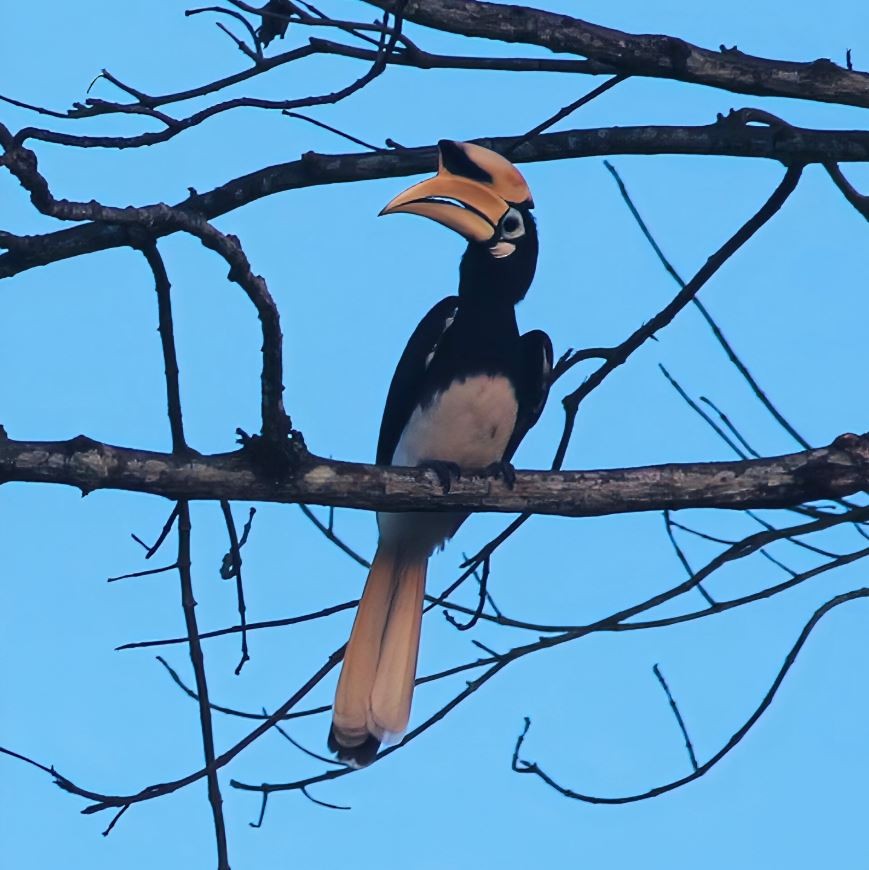 Oriental Pied-Hornbill - ML645520312
