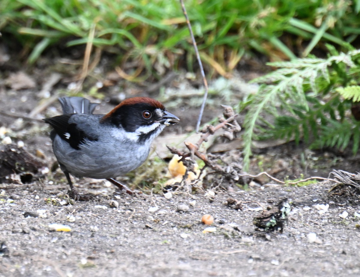 Northern Slaty Brushfinch - ML645520315