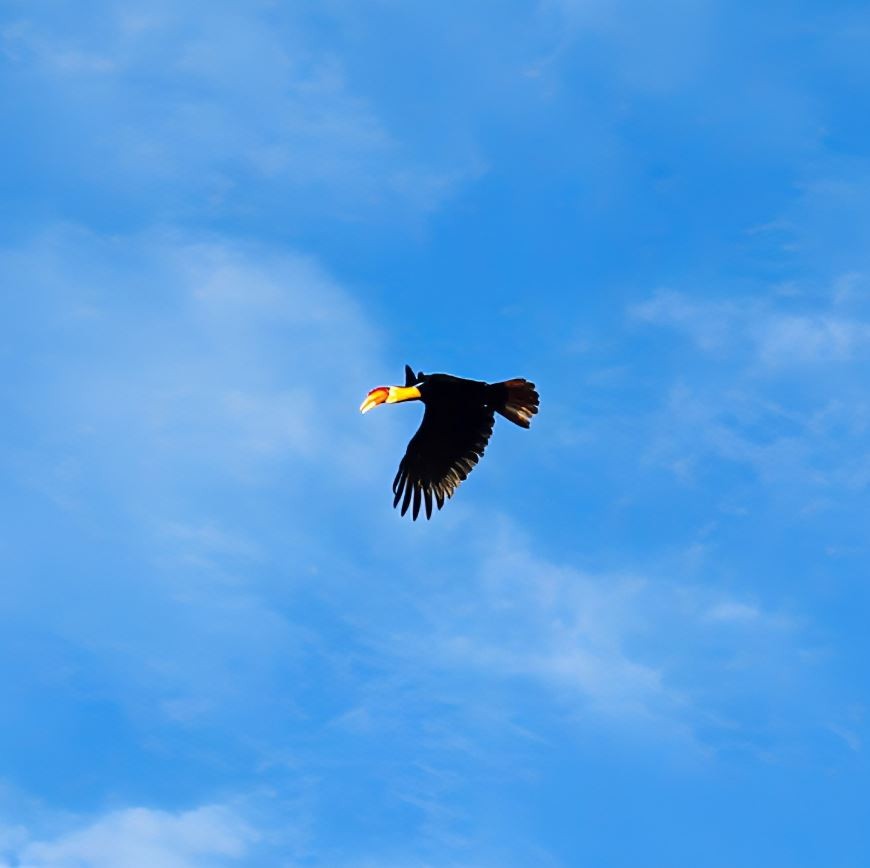 Wrinkled Hornbill - ML645520320