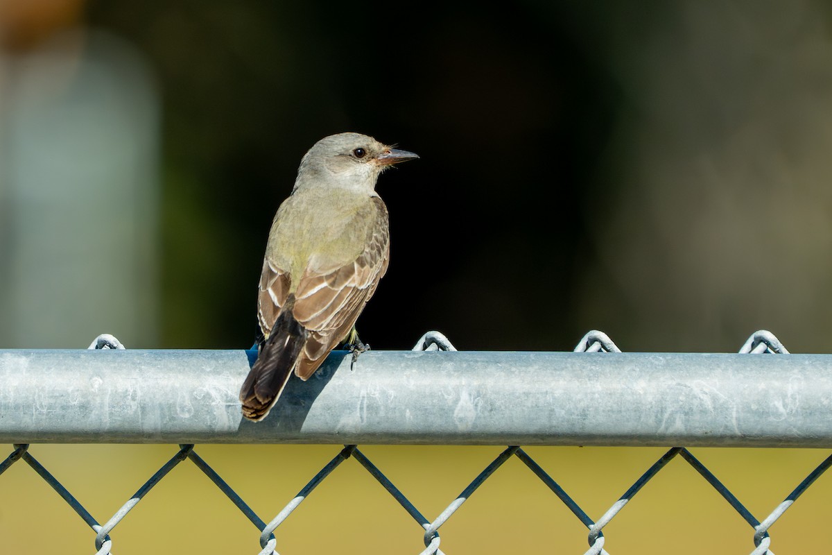 Western Kingbird - ML645520324