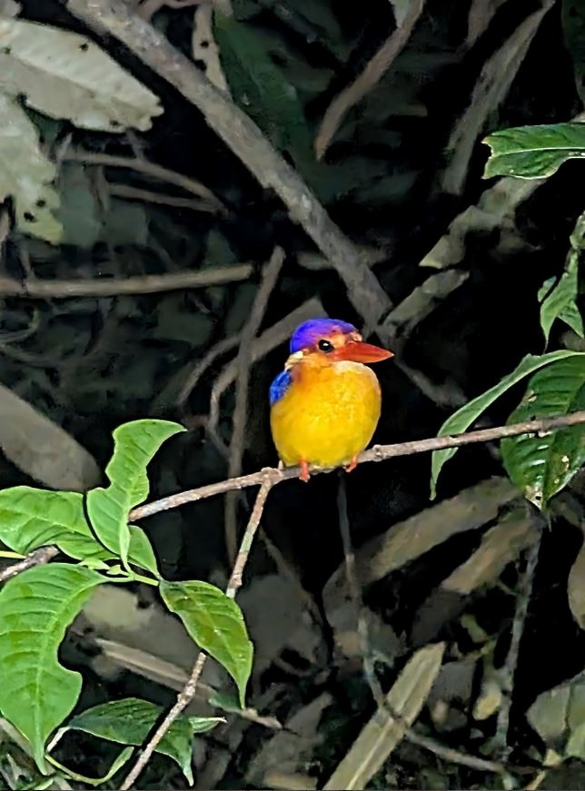 Rufous-backed Dwarf-Kingfisher - ML645520326