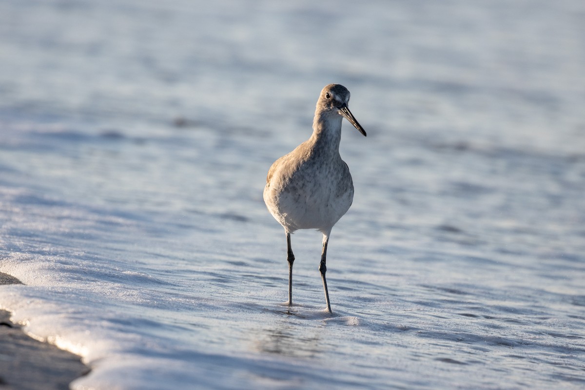 Willet - ML645520327