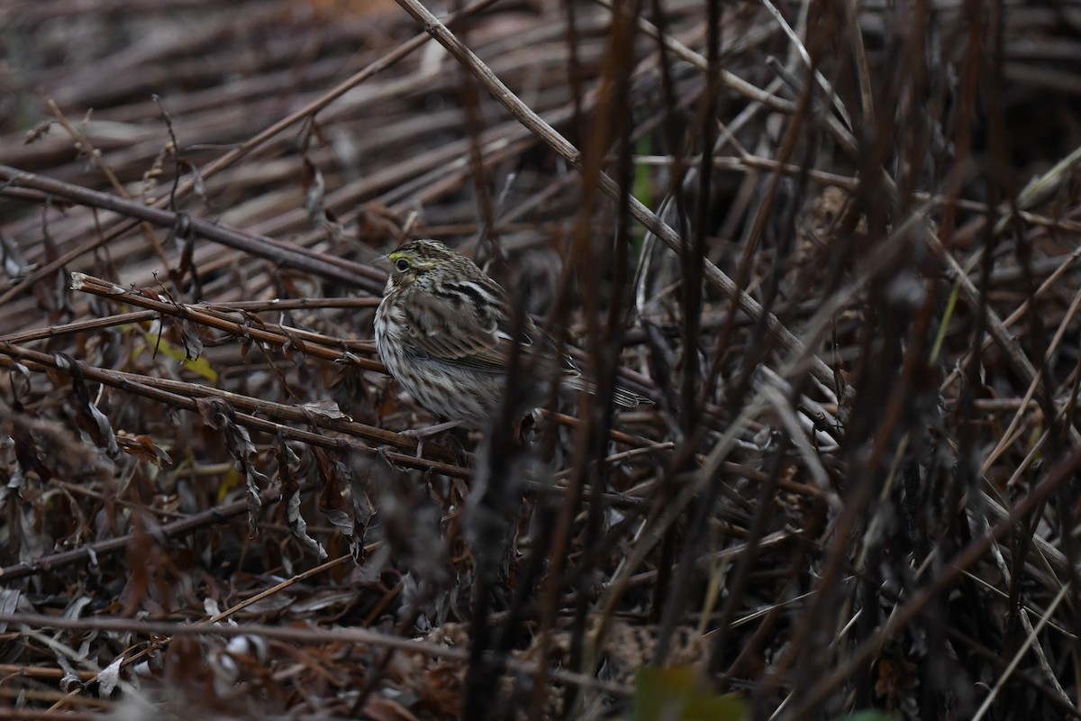 Savannah Sparrow - ML645520332