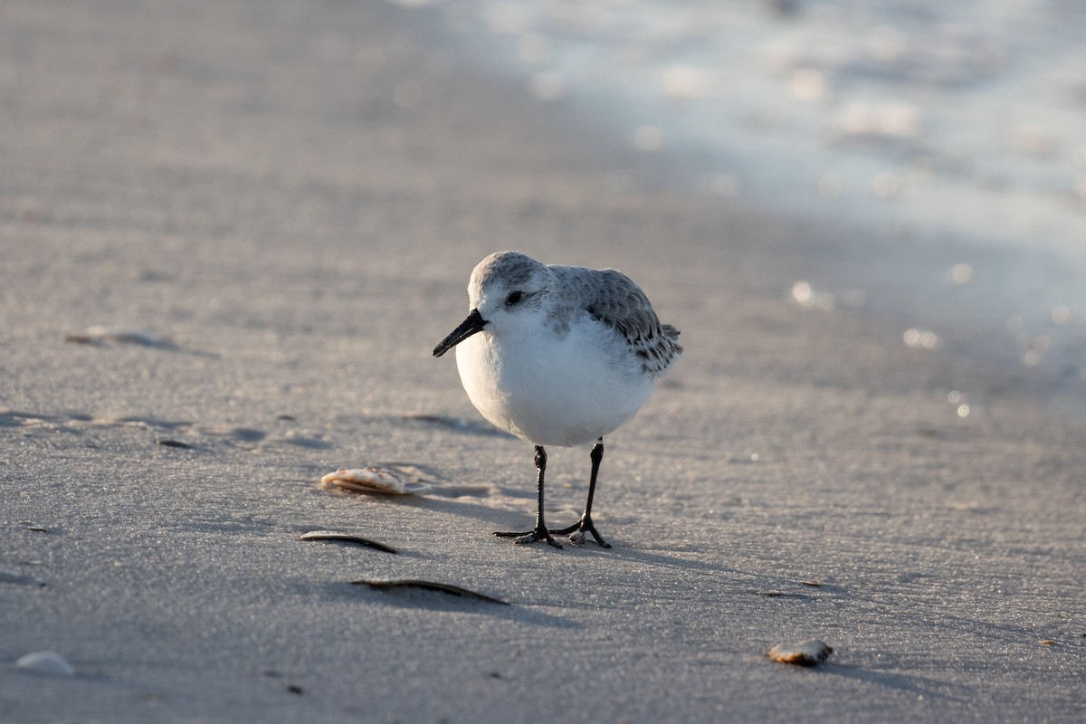 jespák písečný - ML645520335