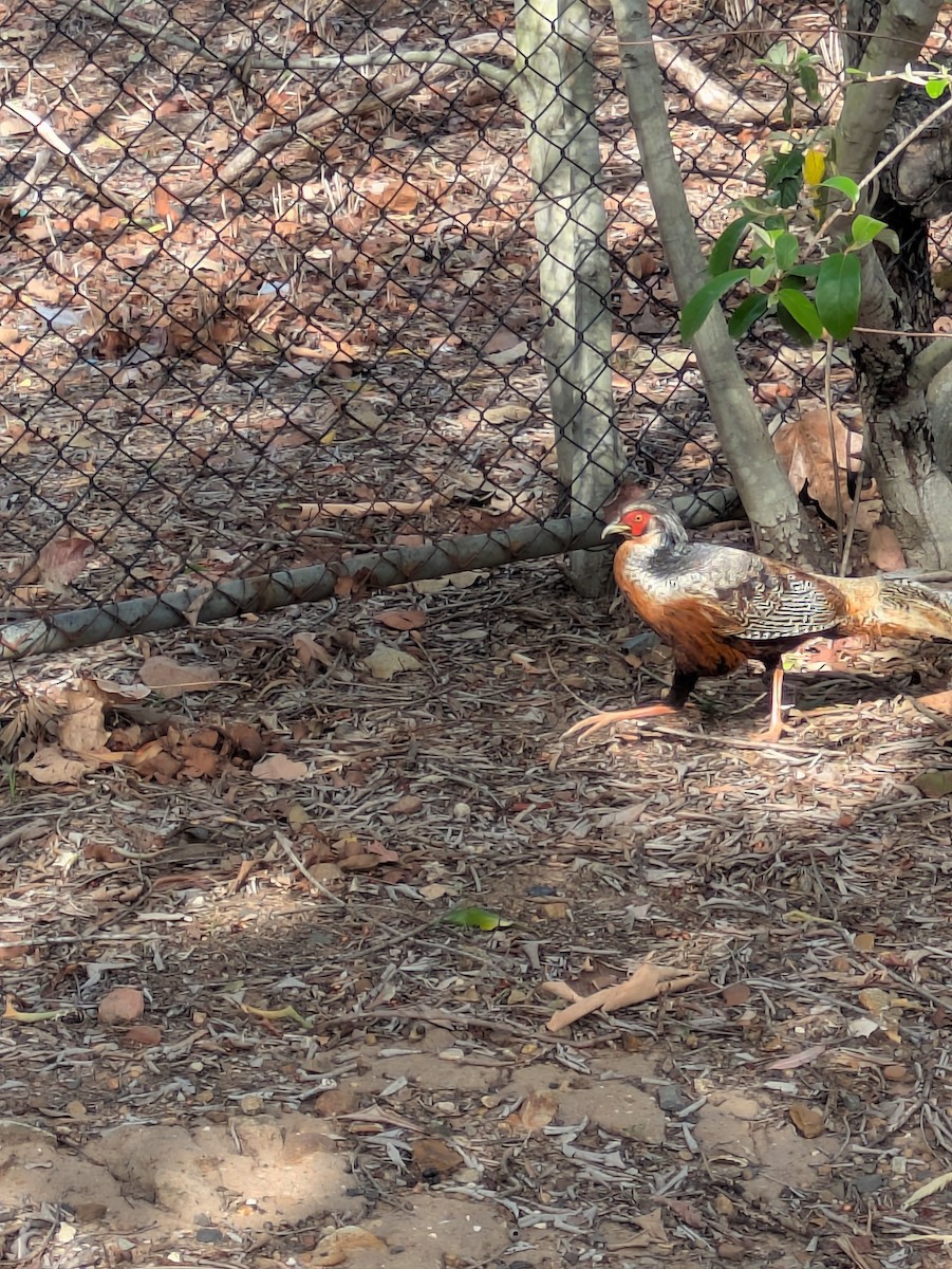 Cheer Pheasant - ML645520337