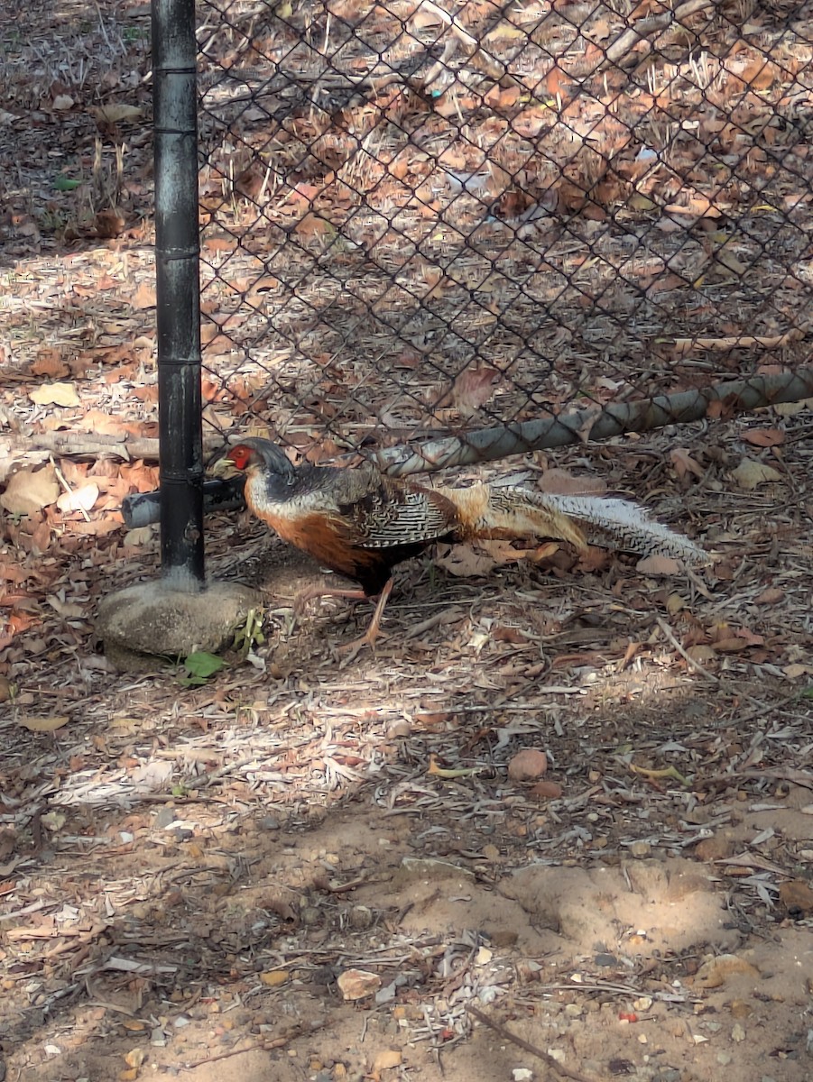 Cheer Pheasant - ML645520338