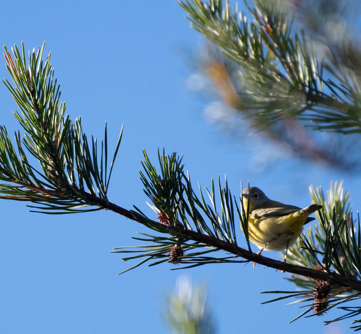 Nashville Warbler - ML645520342