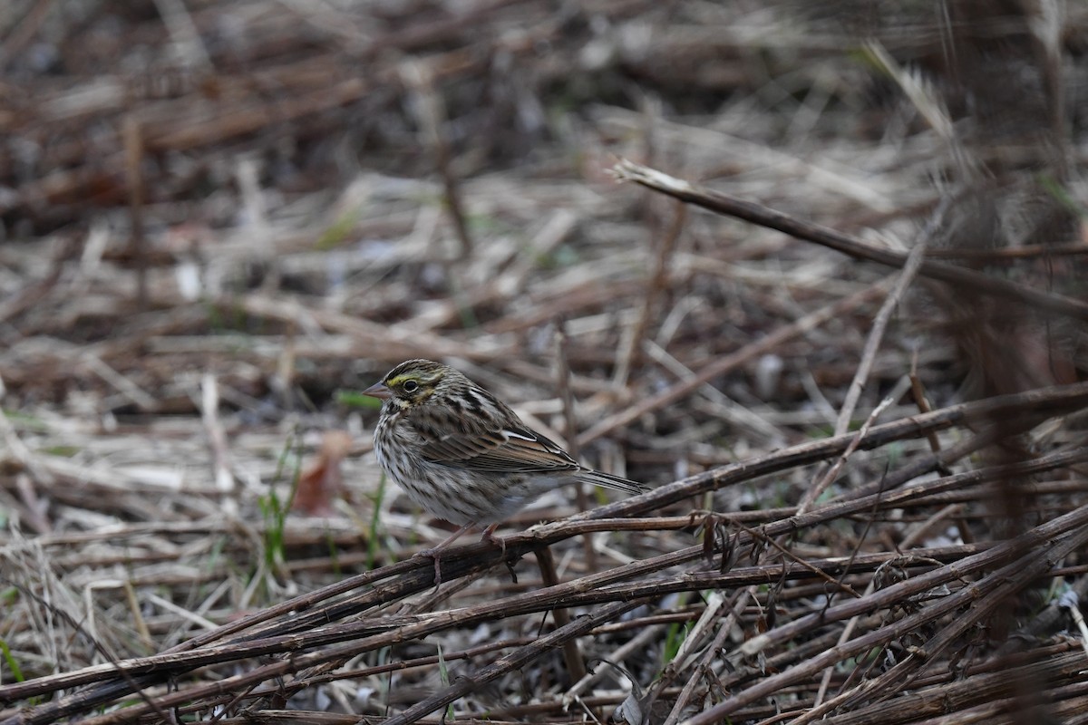 Savannah Sparrow - ML645520346