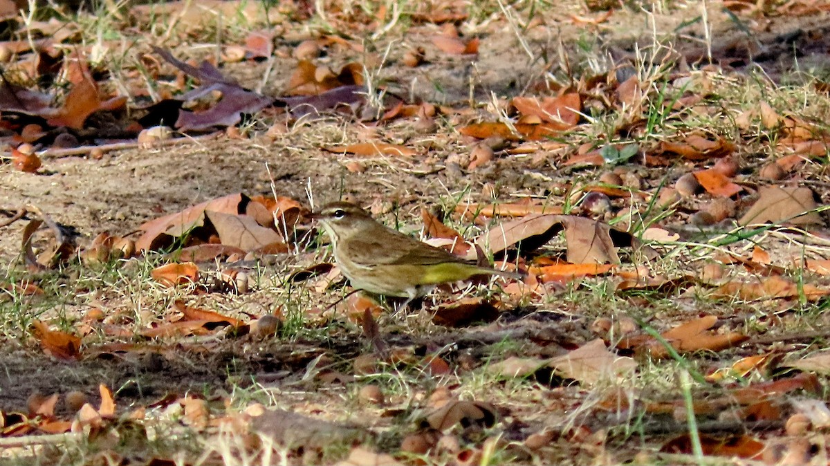 Palm Warbler - ML645520347