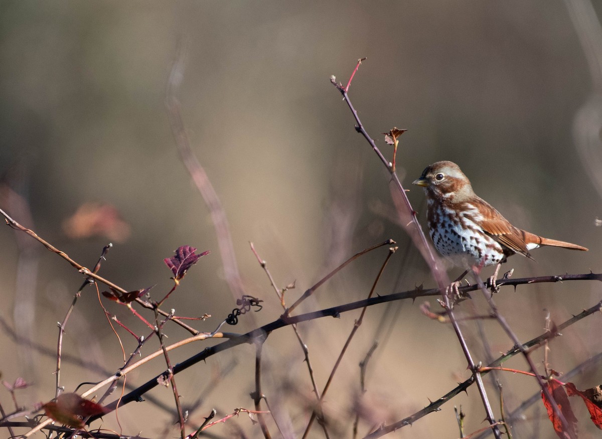 Fox Sparrow - ML645520352