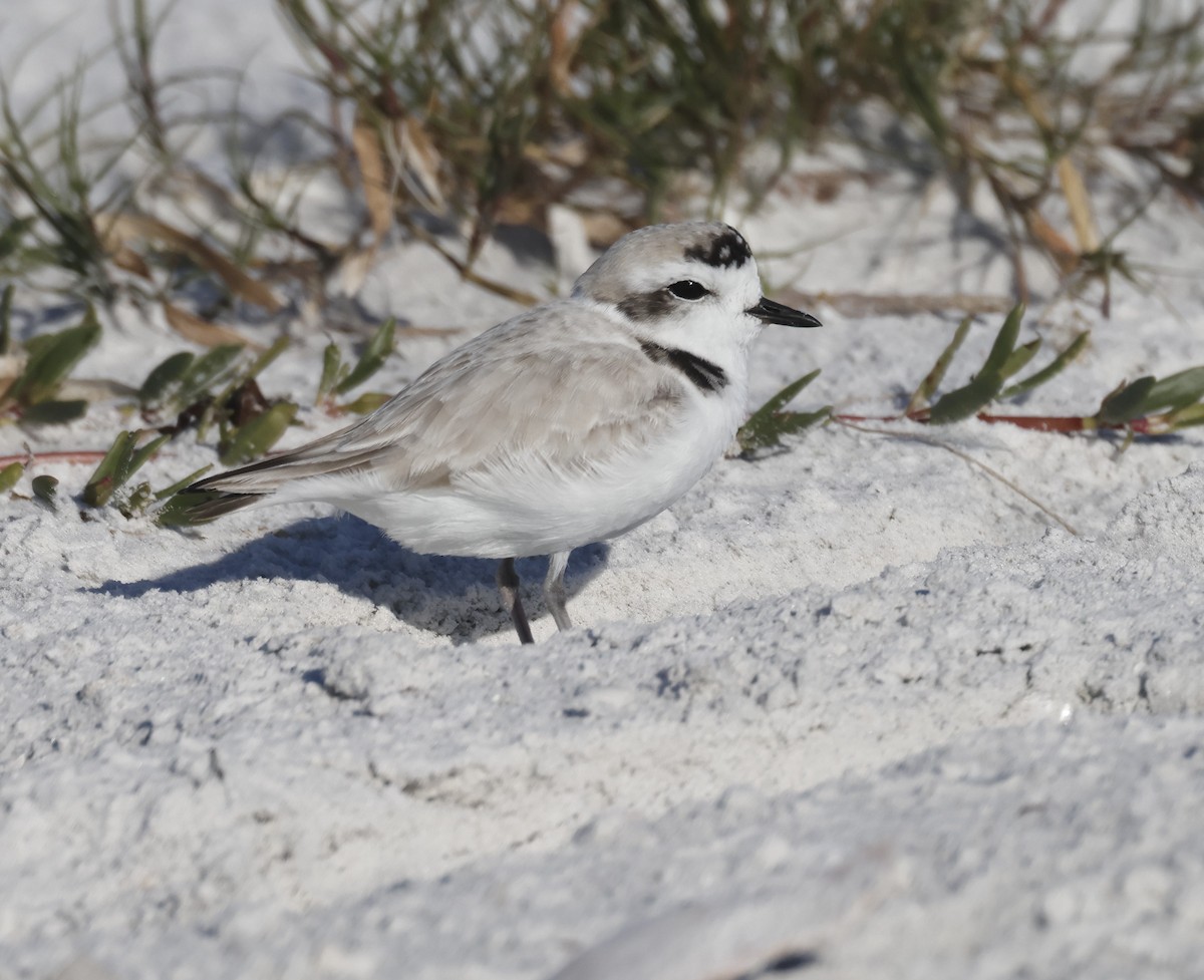 Snowy Plover - ML645520354