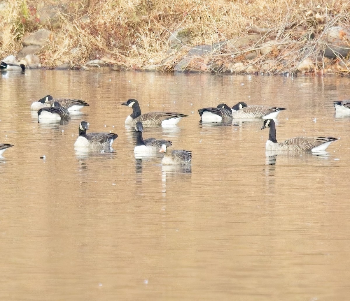 Greater White-fronted Goose - ML645520355