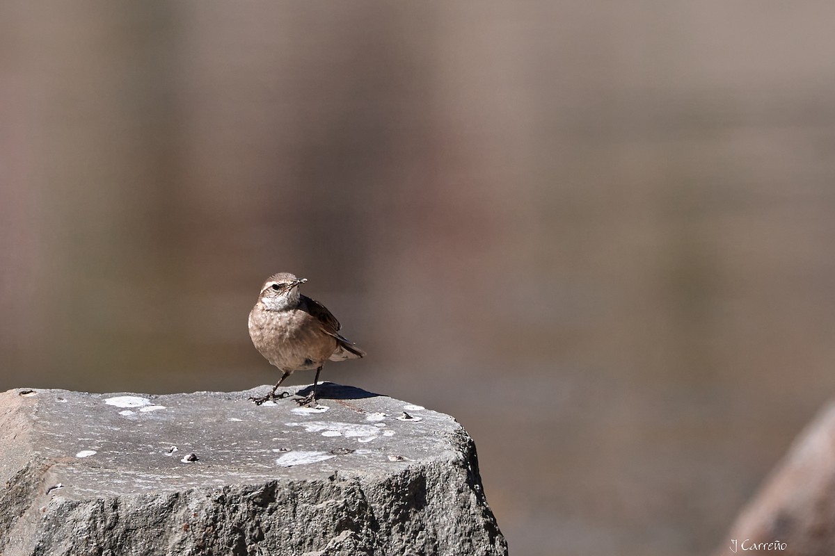 Buff-winged Cinclodes - ML645520359